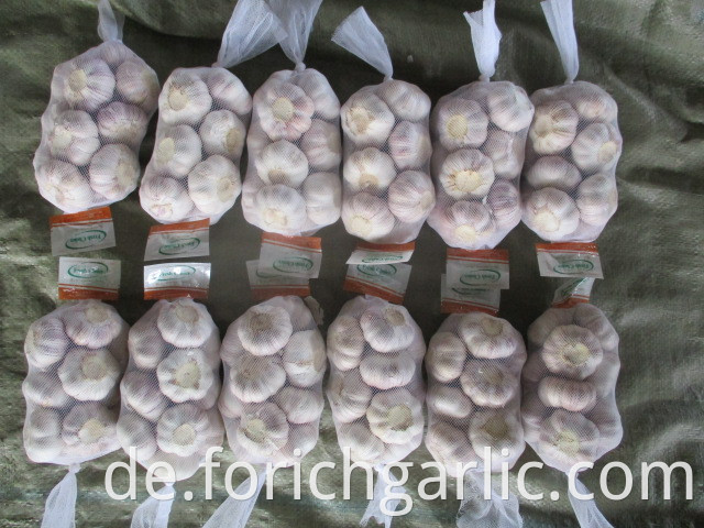 Size 5 0 New Crop Normal Garlic